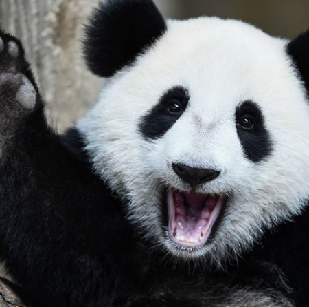 Chengdu, China - Panda